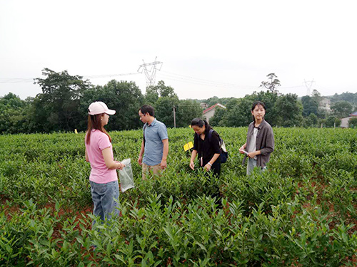 長沙云游茶業(yè)有限公司,湖南綠茶,紅茶價(jià)格,長沙毛尖批發(fā),云游陶餈禮盒,云游茶業(yè) 長沙云游茶業(yè)有限公司,湖南綠茶,紅茶價(jià)格,長沙毛尖批發(fā),云游陶餈禮盒,云游茶業(yè)