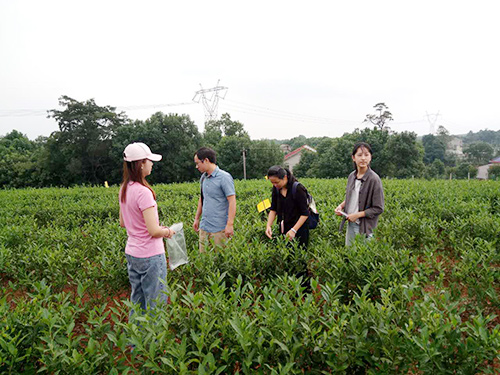 長沙云游茶業(yè)有限公司,湖南綠茶,紅茶價(jià)格,長沙毛尖批發(fā),云游陶餈禮盒,云游茶業(yè) 長沙云游茶業(yè)有限公司,湖南綠茶,紅茶價(jià)格,長沙毛尖批發(fā),云游陶餈禮盒,云游茶業(yè)