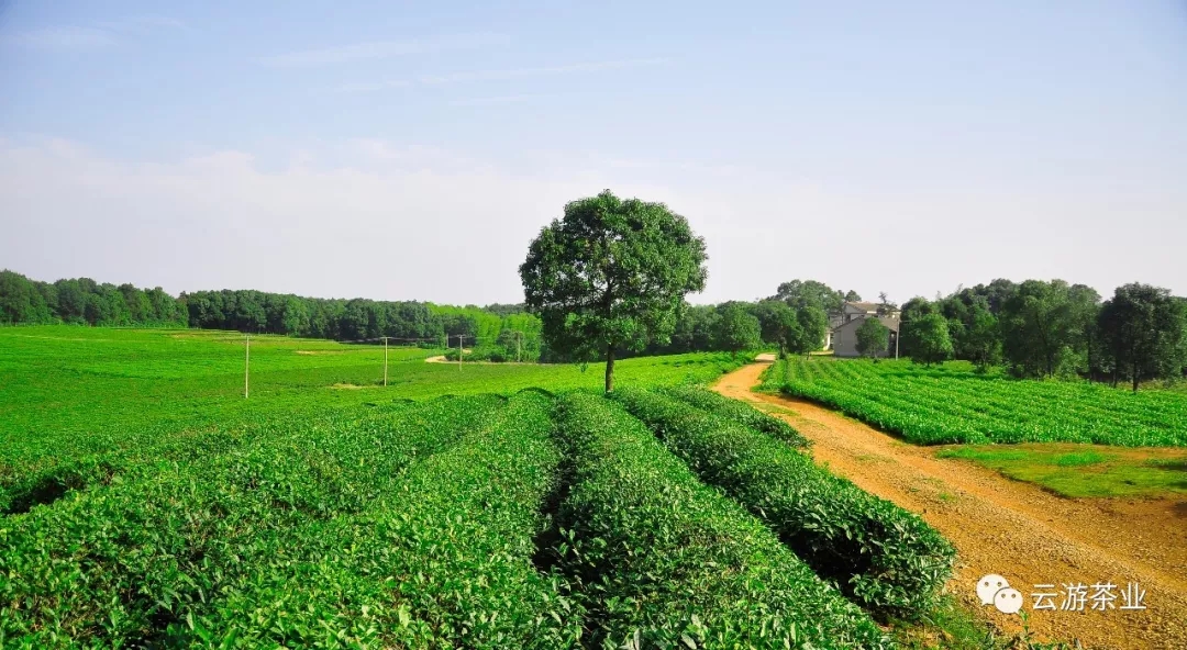 長沙云游茶業(yè)有限公司,湖南綠茶,紅茶價(jià)格,長沙毛尖批發(fā),云游陶餈禮盒,云游茶業(yè) 長沙云游茶業(yè)有限公司,湖南綠茶,紅茶價(jià)格,長沙毛尖批發(fā),云游陶餈禮盒,云游茶業(yè)